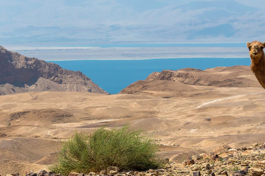 Jericho, Jordan River and the Dead Sea Relaxation Tour